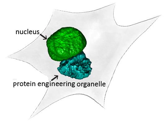 designer organelles
