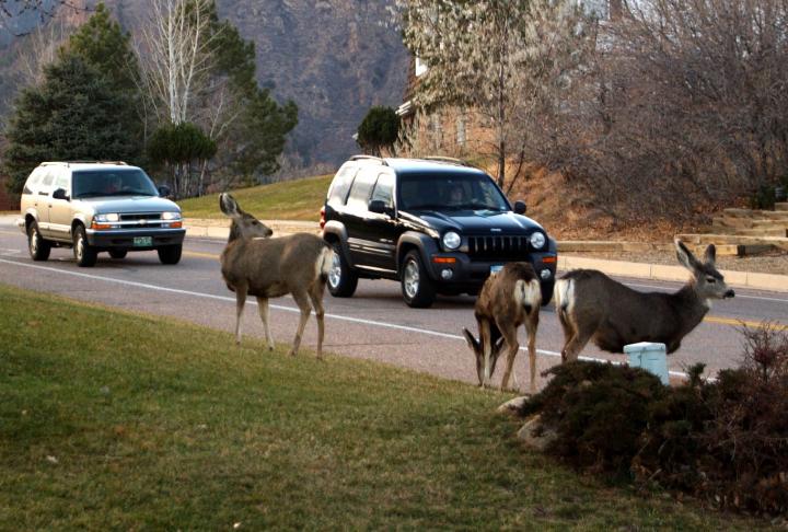 Mule Deer Feed Near a Road in western Colorado