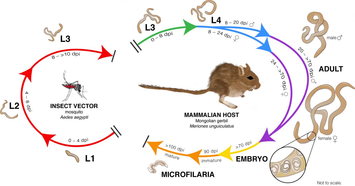 Life Cycle of Brugia Malayi Parasite that Causes Lymphatic Filariasis