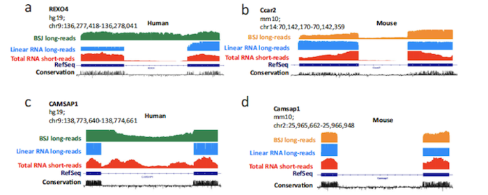 Intron retention events in circRNAs