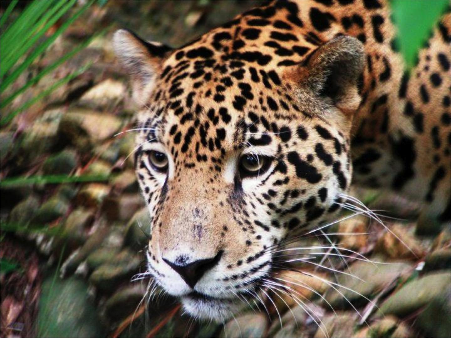 Jaguar