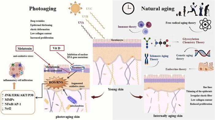 External and internal factors affecting skin aging.