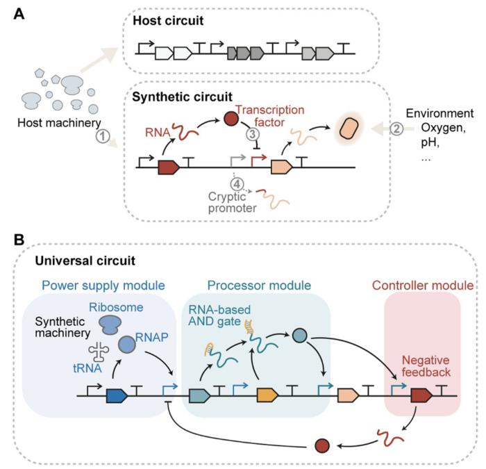 Toward predictable universal genetic circuit Biology Diagrams
