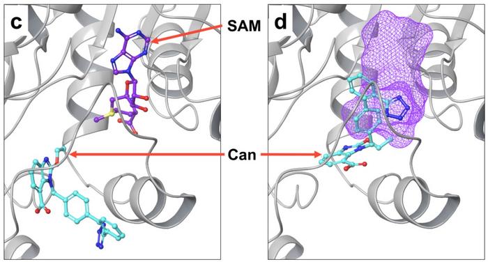 Docking studies of Clo or Can with PRMT5