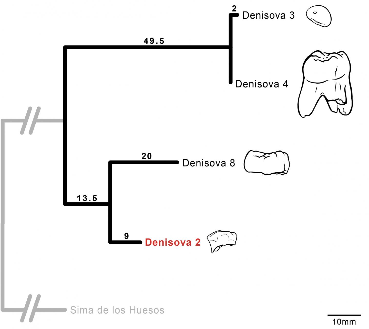Molar from Fourth Denisovan Extends "Meager" Fossil Record (3 of 3)