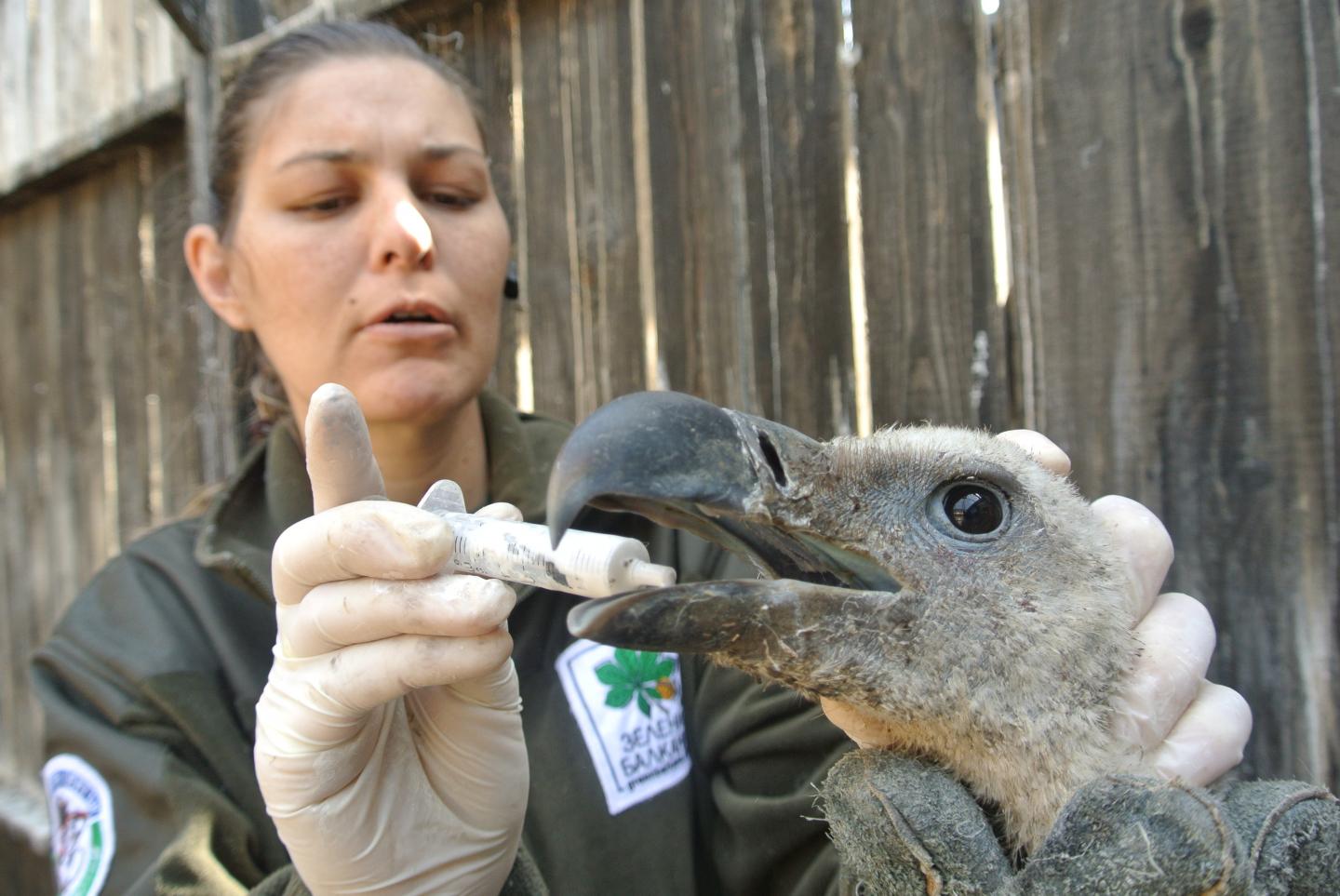 Vulture tagging