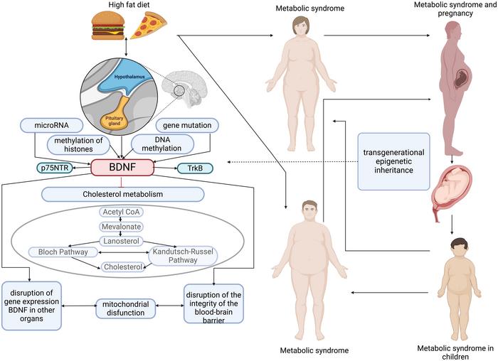 On the one hand, a high-calorie diet is associated with structural and functional changes in brain structures, particularly in the hypothalamus