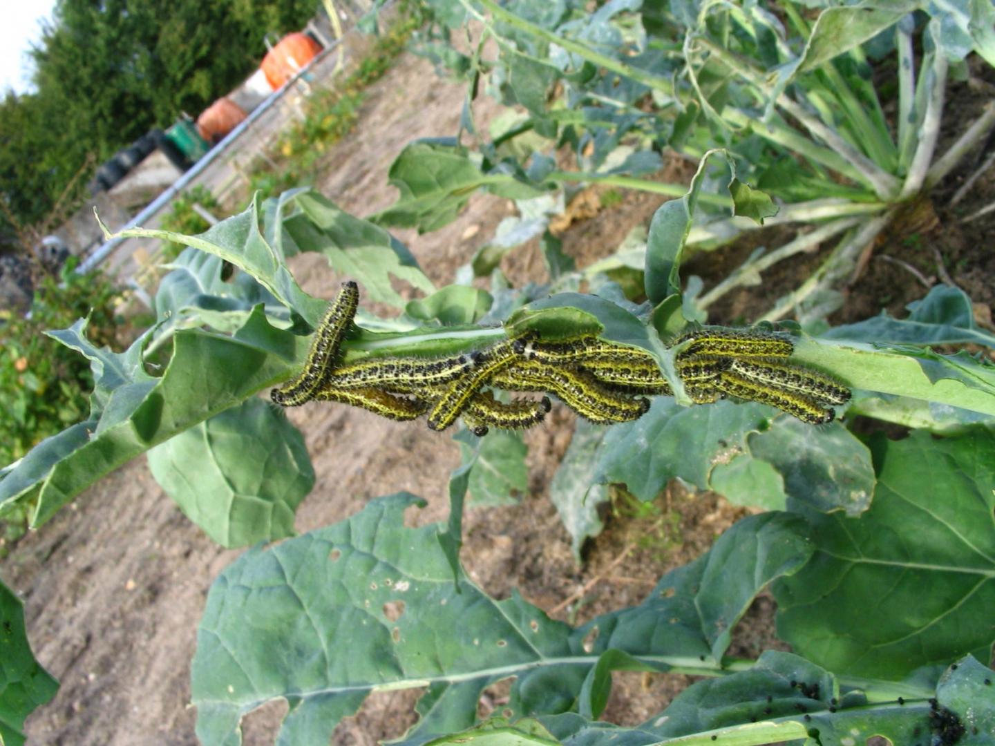 Cabbage White Caterpillars (<em>Pieris brassicae</em>)
