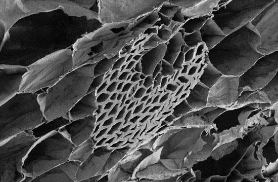 Vascular Bundles in Naha-u