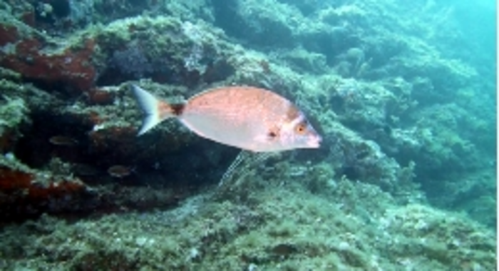Sharpsnout seabream's mortality during early life stages has a genetic base