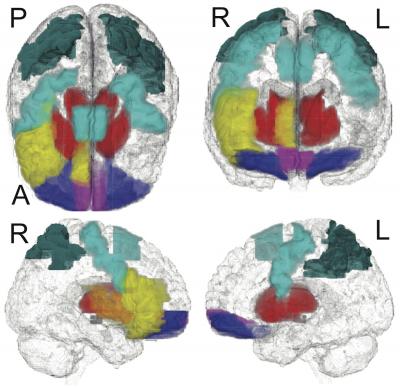 Teenage Brain Networks Connected to Drug Risk