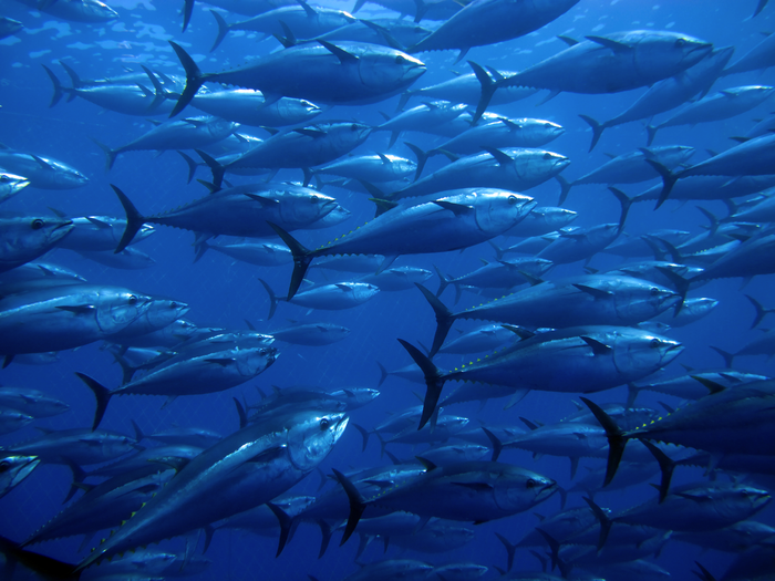 Bluefin Tuna Reveal Global Ocean Patterns of Mercury Pollution