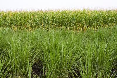 Miscanthus Grasses