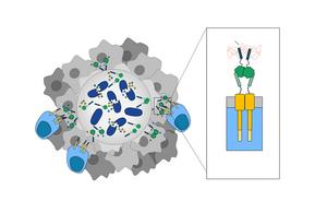 Programmed bacteria acts as beacons that guide engineered T cells to destroy cancer cells in solid tumors