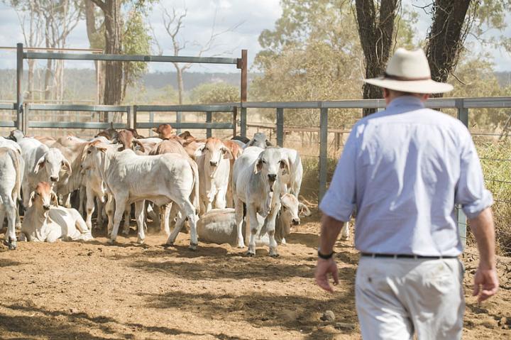 Temperament Is An Important Trait in Management of Cattle