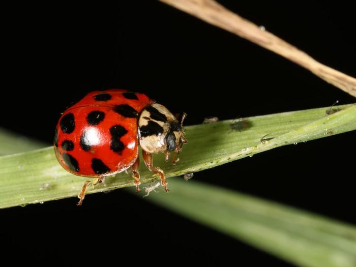 Ladybug