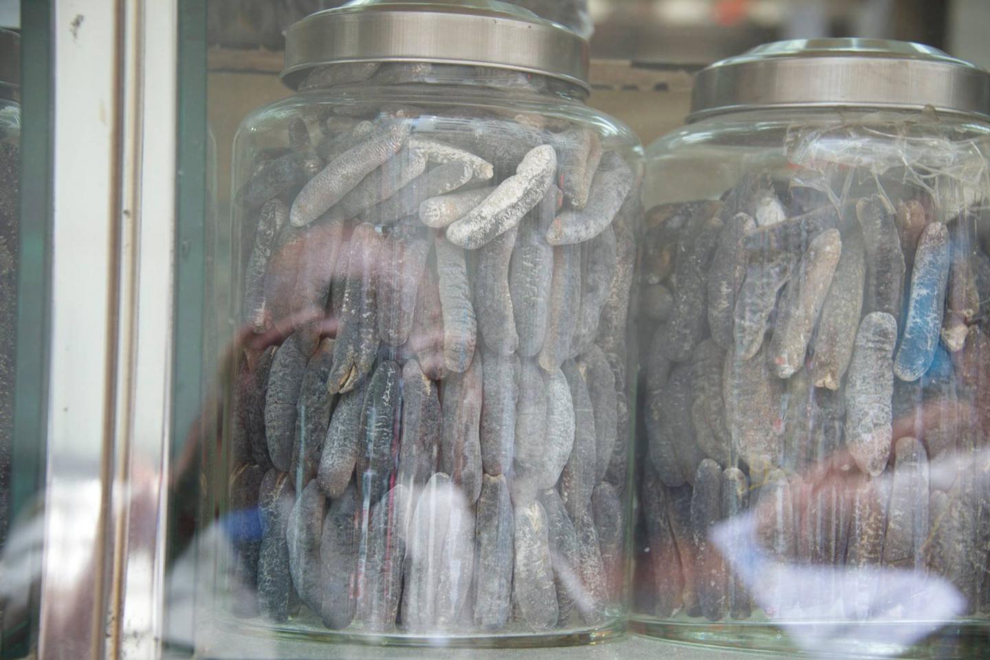 Sea Cucumbers for Sale