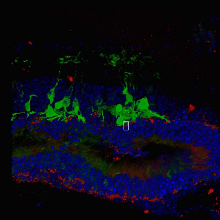 Graft Retina in Host Mice