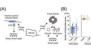 Figure 2.Single-cell Transcriptome Analysis of Ovarian Tissue using DRaqL