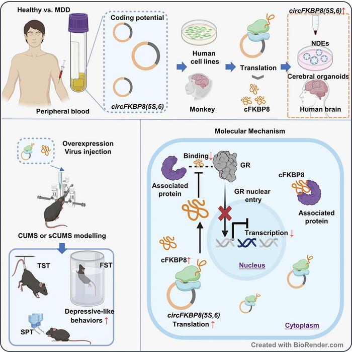 circFKBP8(5S,6)-encoded protein as a novel endogenous regulator in major depressive disorder by inhibiting glucocorticoid receptor nucleus translocation