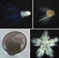 Plankton Larvae