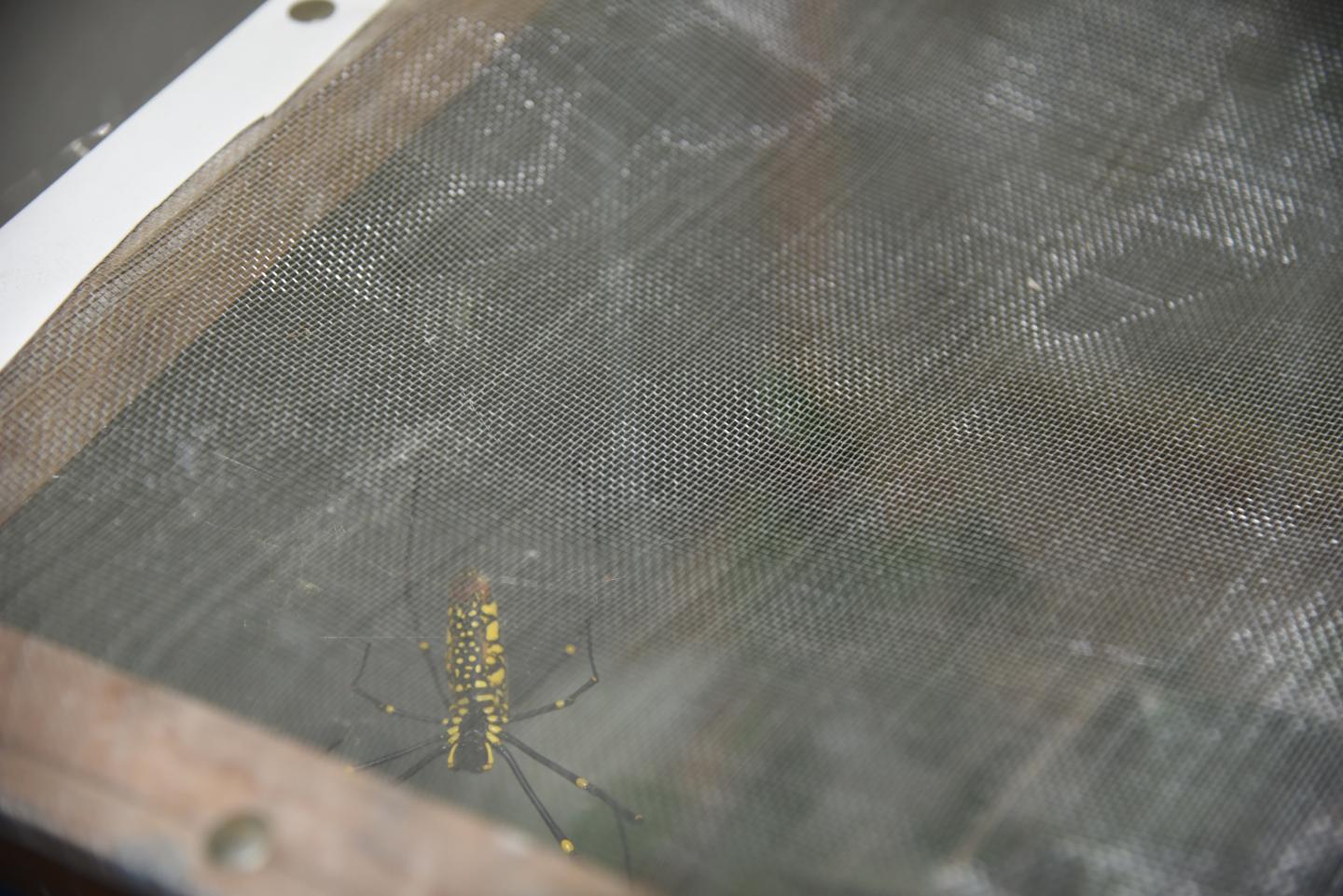 Spider dragline silk as torsio [IMAGE] EurekAlert! Science News Releases