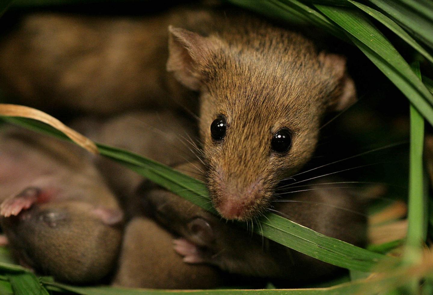 Female Mice Nesting