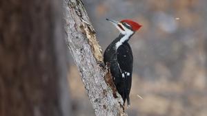 Pileated Woodpecker