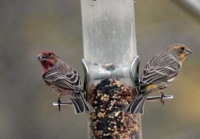 Arizona House Finches