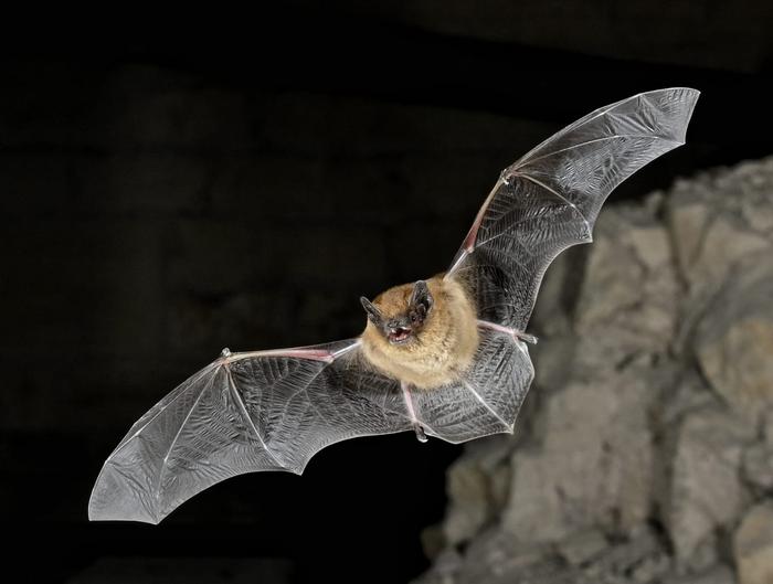 Bat activity lower at solar farm sites, study finds