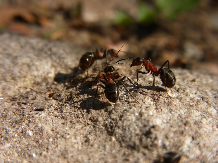 Ant communities in forests were ‘species rich and compositionally unique’ according to the CABI-led research