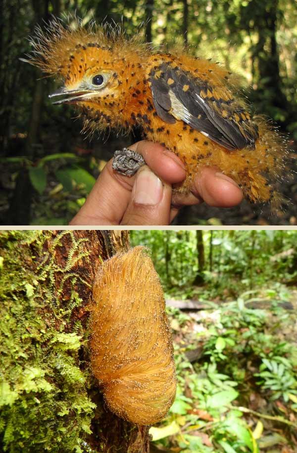 Amazonian Bird Chick Mimics Toxic Caterpillar to Avoid Being Eaten
