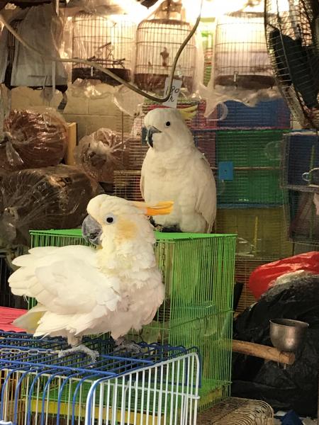 Yellow-crested Cockatoos