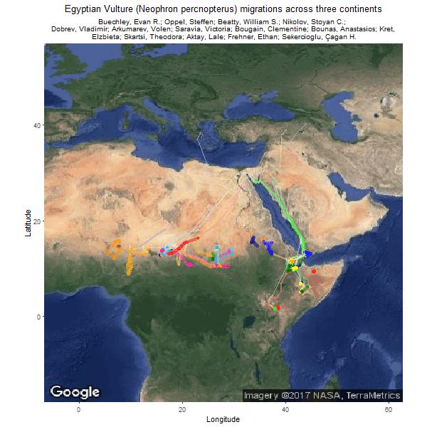 Vulture Migration Pathways