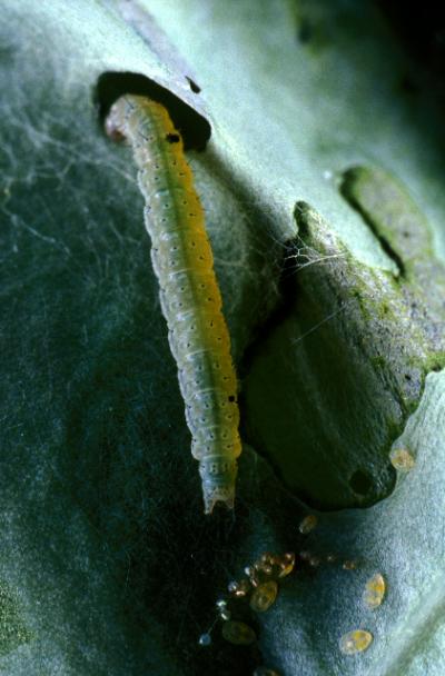 Larva of a Diamondback Moth Crawling on a Leaf