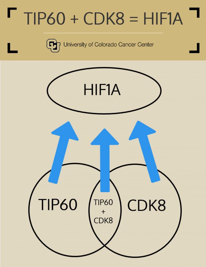 TIP60 and/or CDK8 Regulate HIF1A