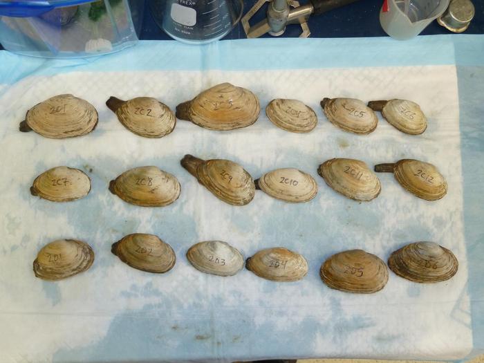 Clams in the Metzger Lab at Pacific Northwest Research Institute