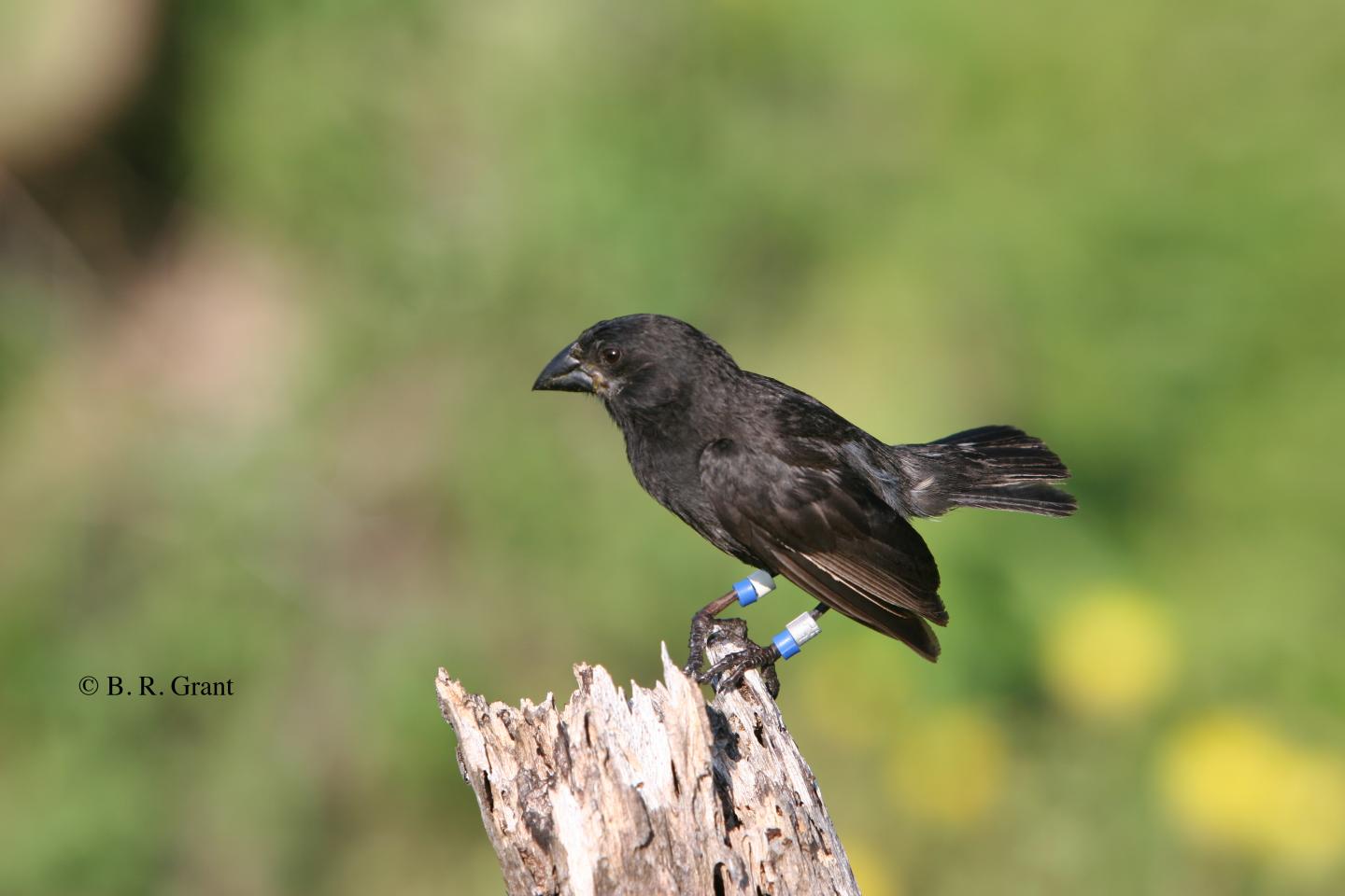 The Medium Ground Finch