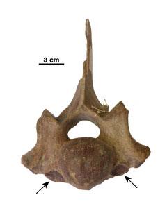 Evidence of Cervical Ribs from a Woolly Rhino