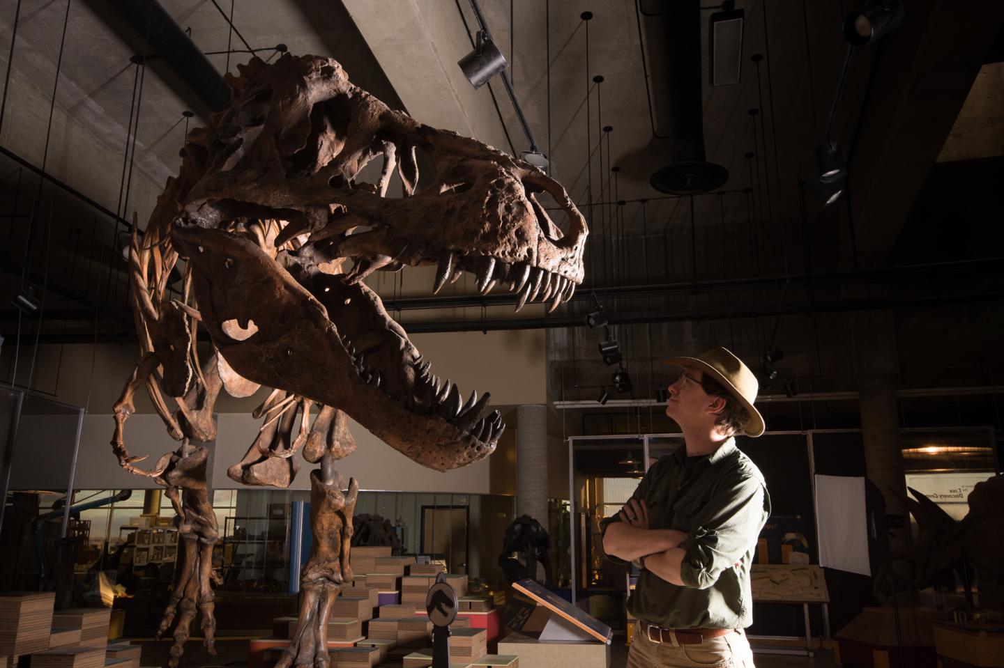 Scientists Reveal Largest Tyrannosaurus rex Skeleton