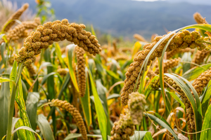 Foxtail millet