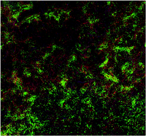 Tissue sample from the spleen of a mouse: