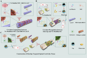Schematic illustration of engineered spinal cord tissues via covalent interactions between cell and biomaterials