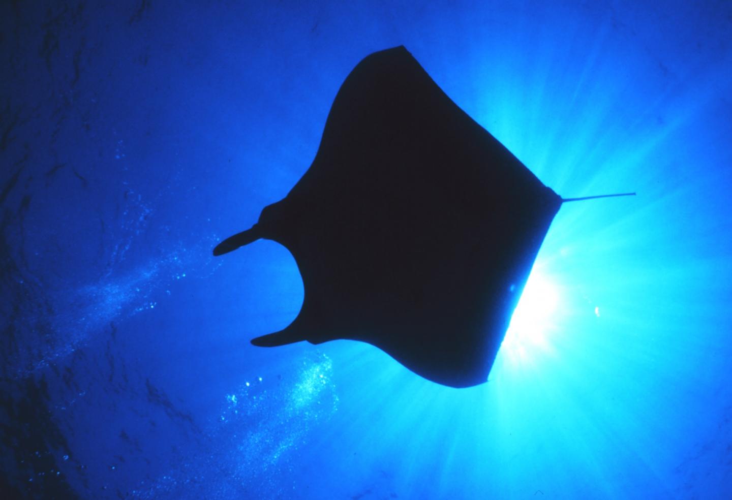 How the Devil Ray Got its Horns