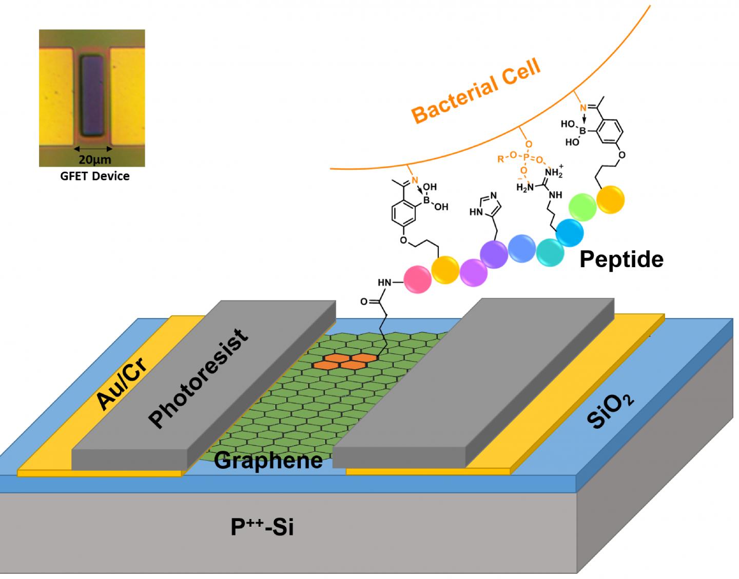 Graphene Field Effect Transistor (G-FET)