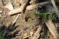 Sweat Bee Emerging from Nest