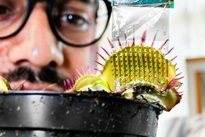 Video: Venus flytrap counts to avoid being tricked, Science