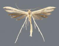 Plume Moths Named for Unusual, Feathery Wing Scales