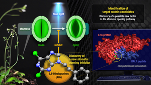 Discovery of 2,6-Dihalopurines as Stomata Opening Inhibitors