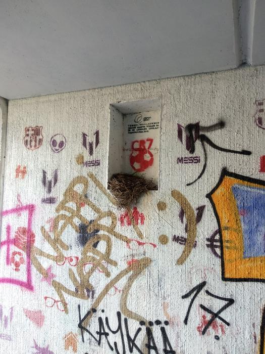 Birdnest and graffiti
